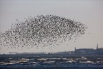 flofbirds
